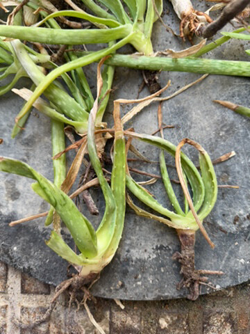 alovera plant   - 3