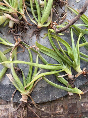 alovera plant   - 1