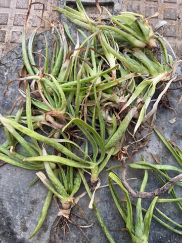 alovera plant   - 2