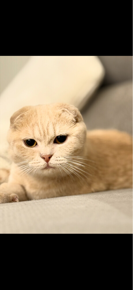 Cats for sale - 2