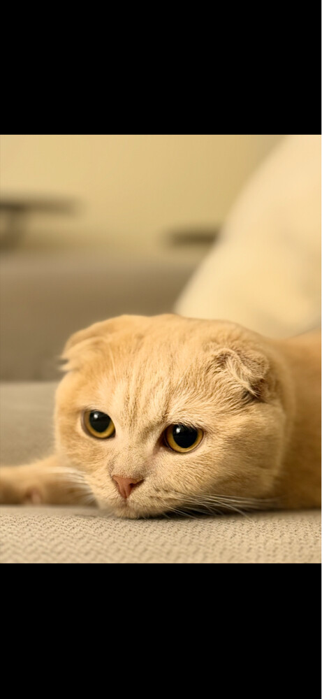Cats for sale - 1