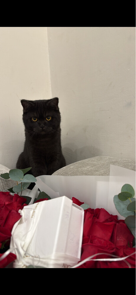 Cats for sale - 4