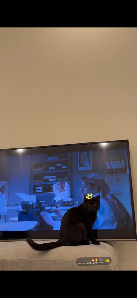 Cats for sale - 3