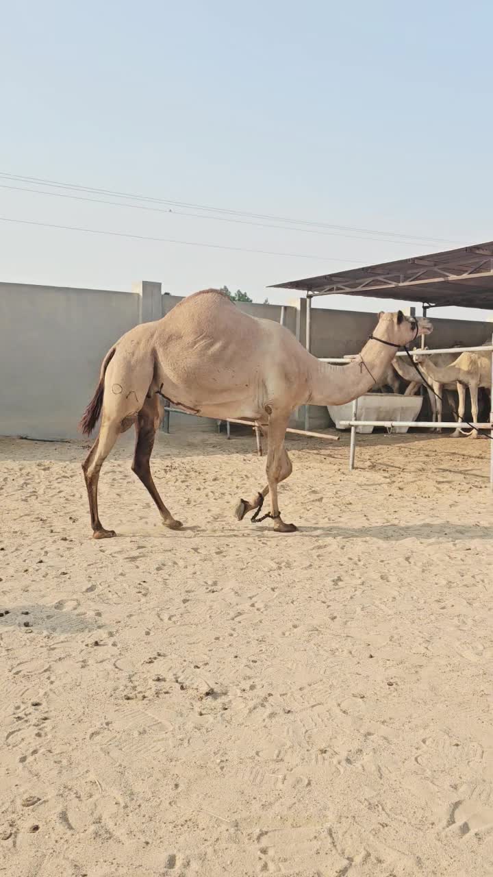 عرض فاخر - 1