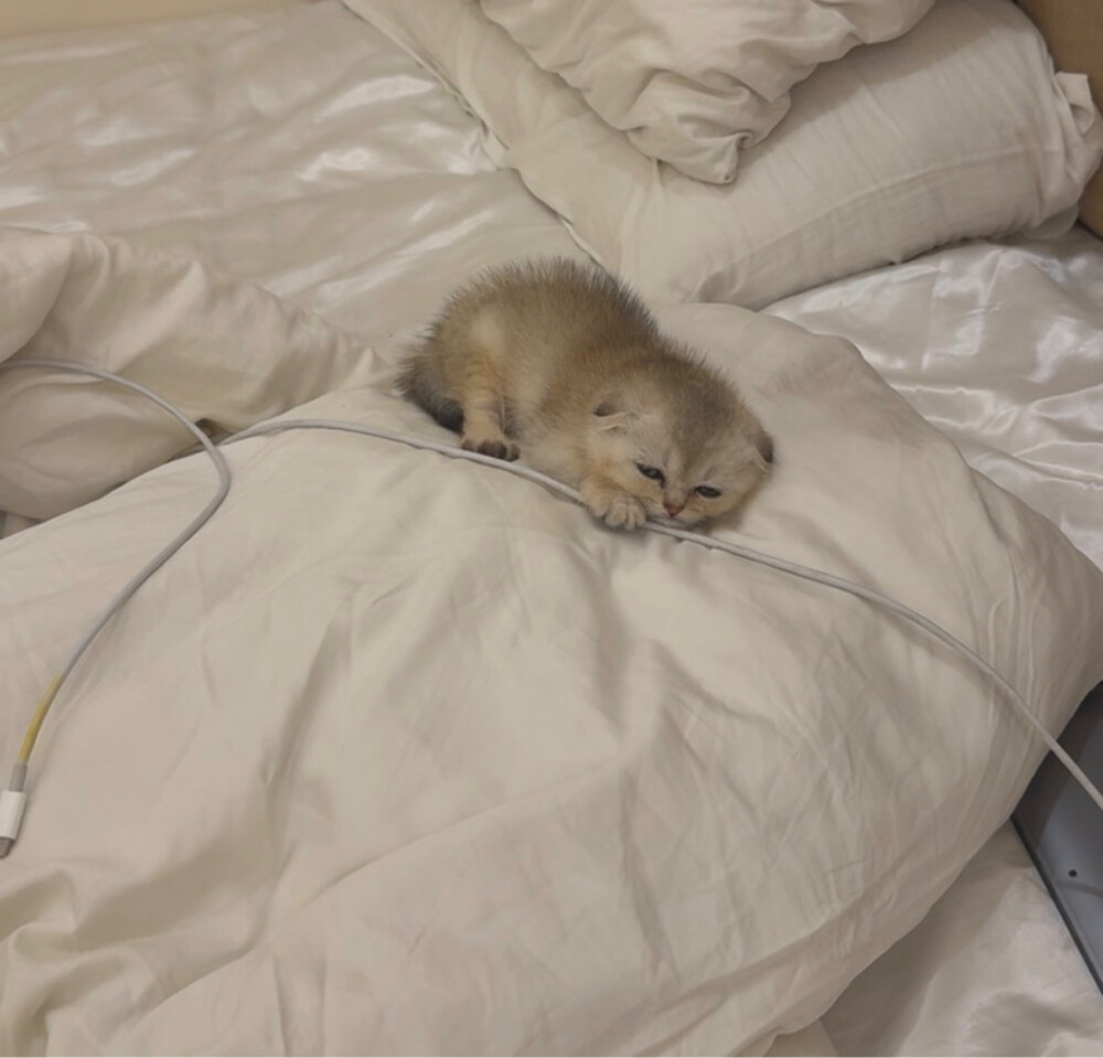 Scottish fold and British kittens  - 4