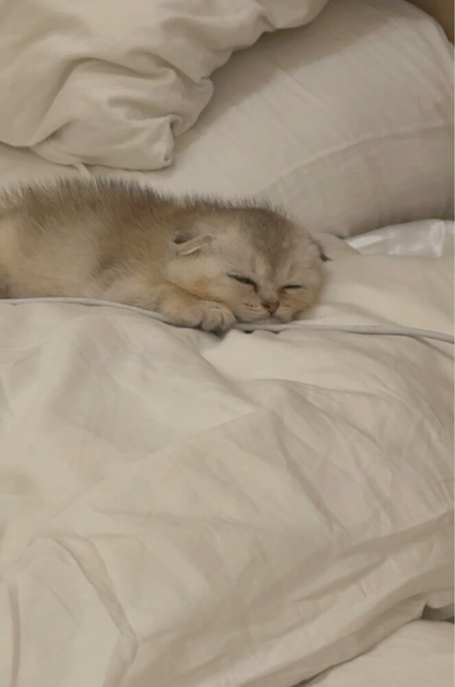 Scottish fold and British kittens  - 3