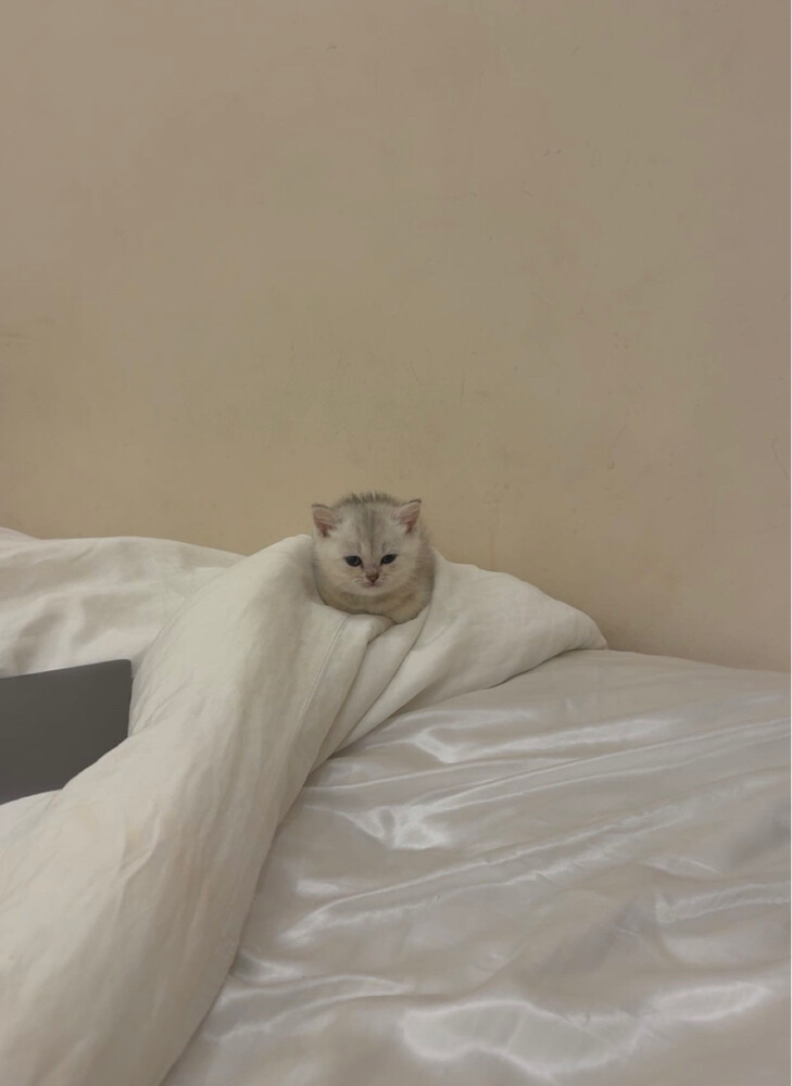 Scottish fold and British kittens  - 1