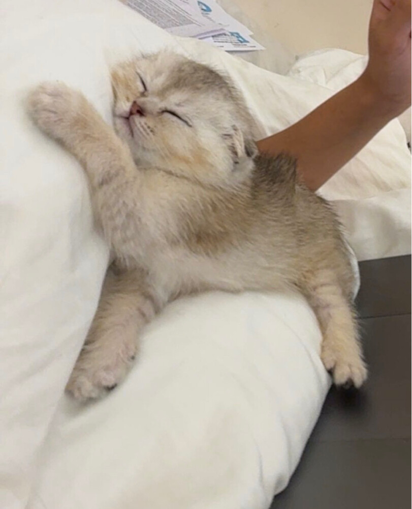 Scottish fold and British kittens  - 2
