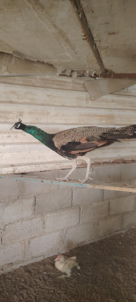 للبع طاووس ذكر - 1