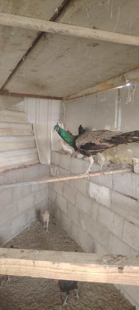 للبع طاووس ذكر - 2