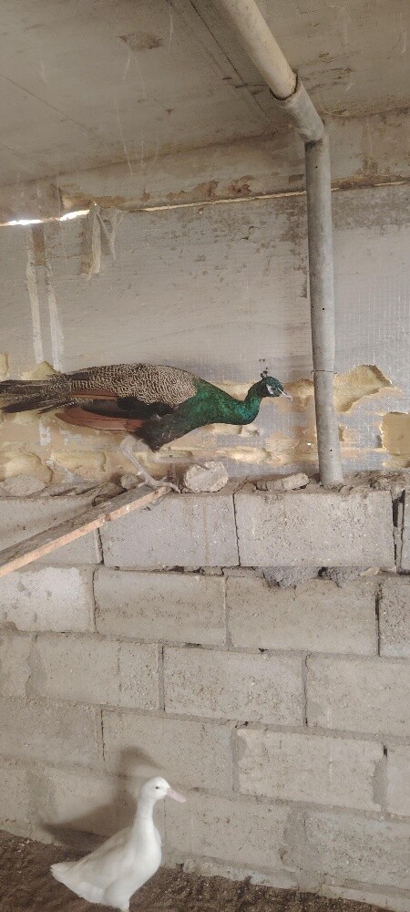 للبع طاووس ذكر - 3