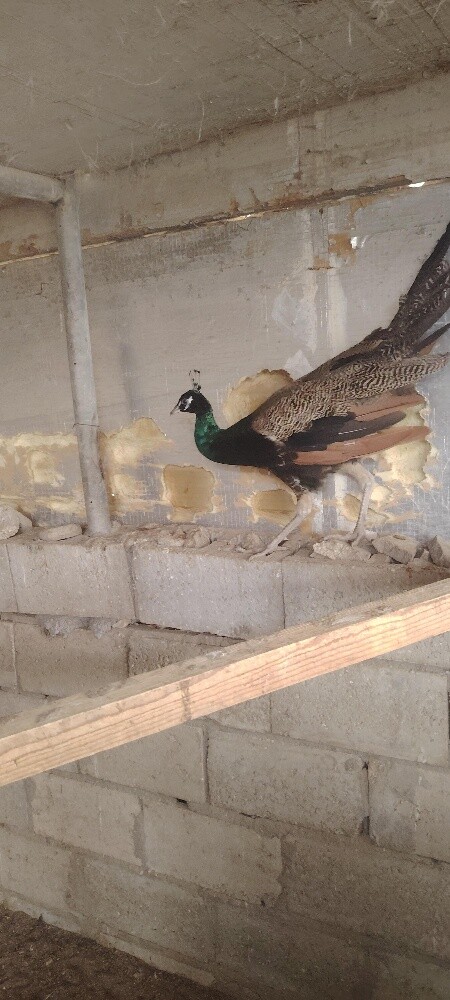 للبع طاووس ذكر - 4