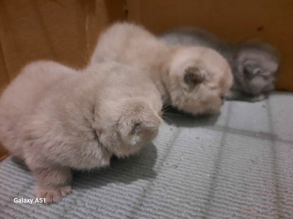Purebred Scottish Fold Kittens - 6
