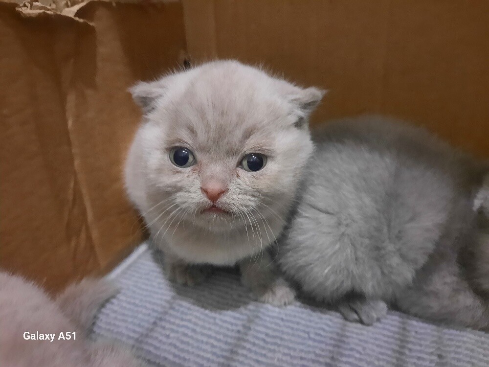 Purebred Scottish Fold Kittens - 4