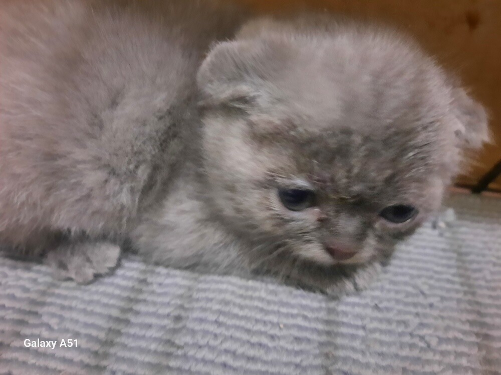 Purebred Scottish Fold Kittens - 3