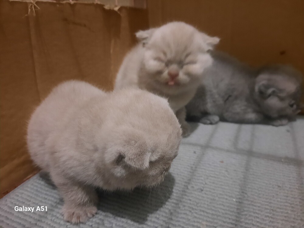 Purebred Scottish Fold Kittens - 5