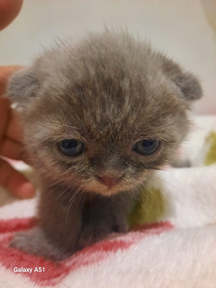 Purebred Scottish Fold Kittens - 7
