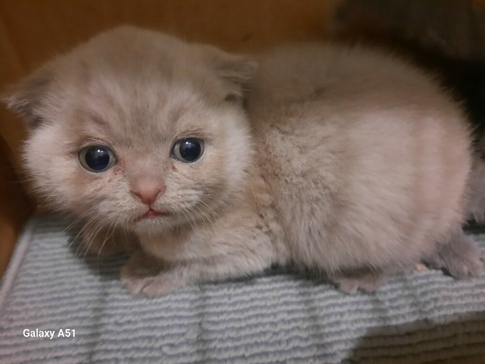 Purebred Scottish Fold Kittens - 2