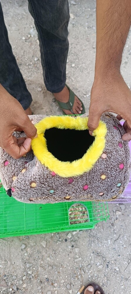 Bird case - 3