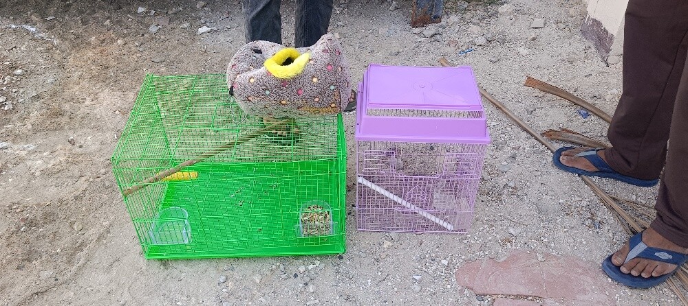 Bird case - 2