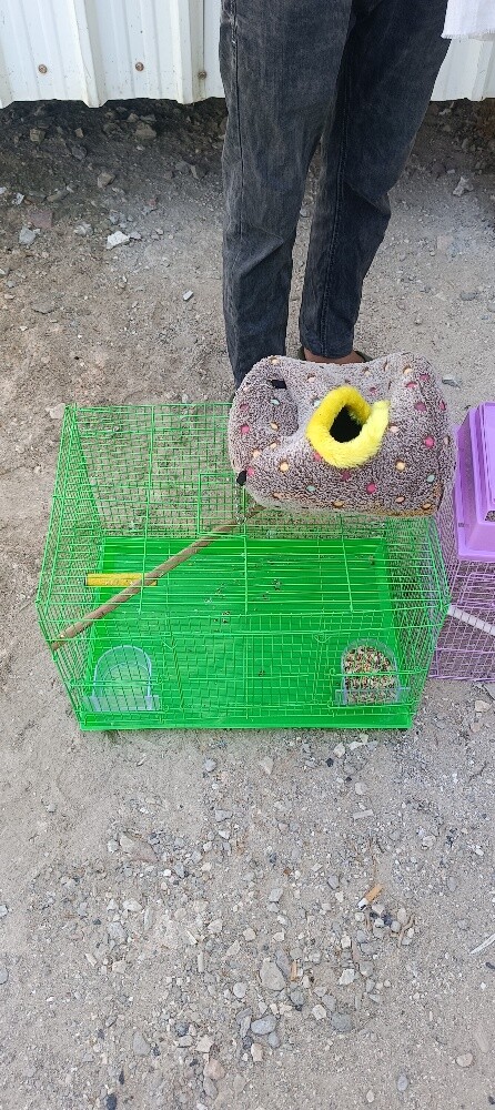 Bird case - 4