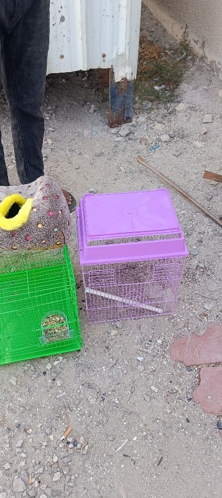 Bird case - 1