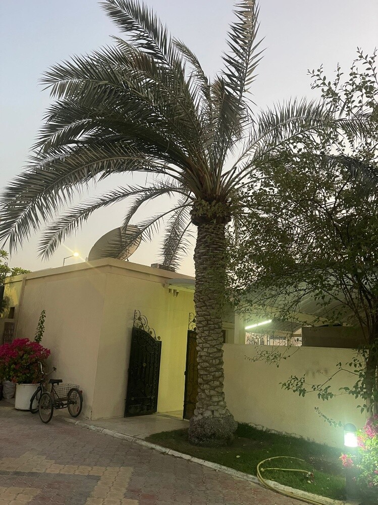 قطع وتنظيف وزراعة  النخيل والشجر - 1