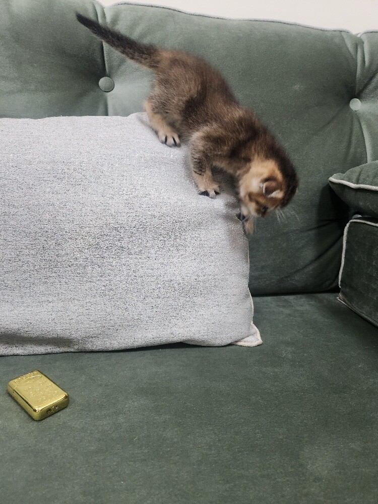 Scottish fold kittens - 4