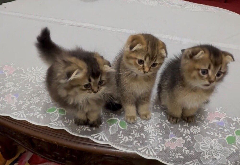 Scottish fold kittens - 1