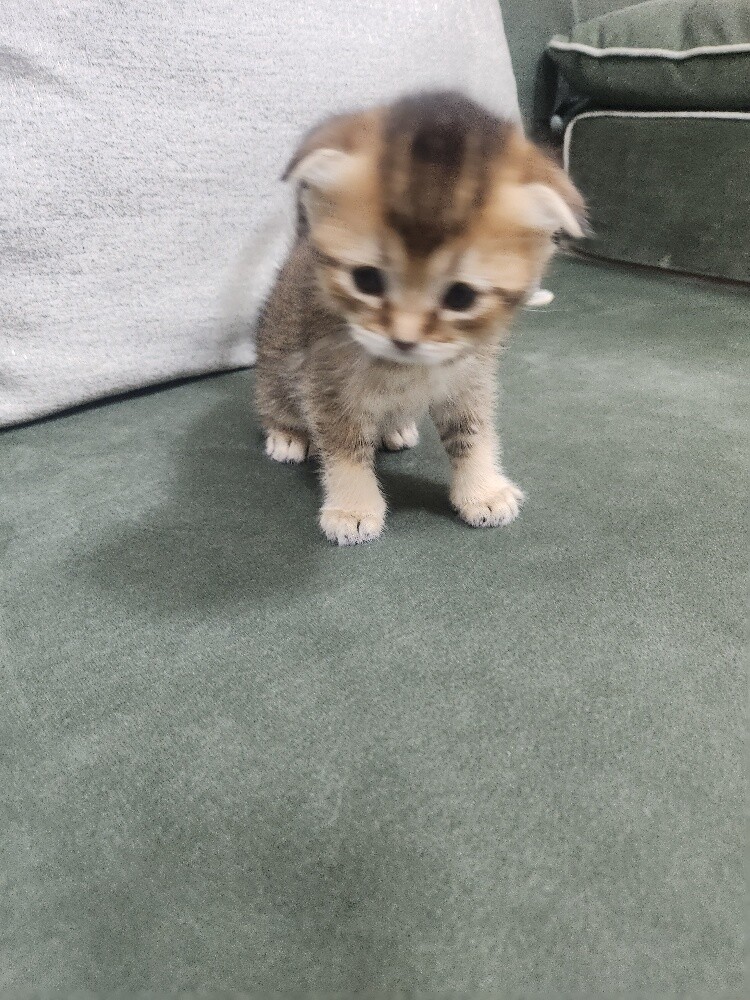 Scottish fold kittens - 5