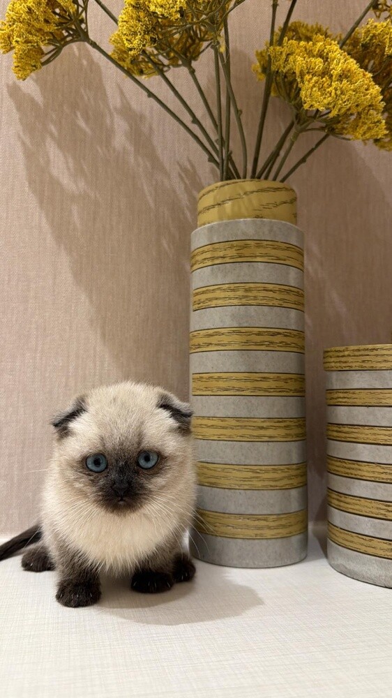 cat - 1