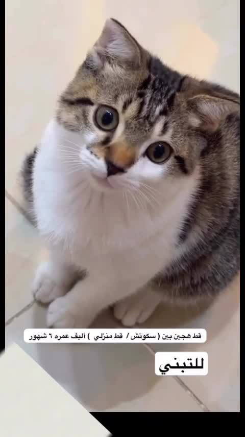 قط ذكر اليف - 1