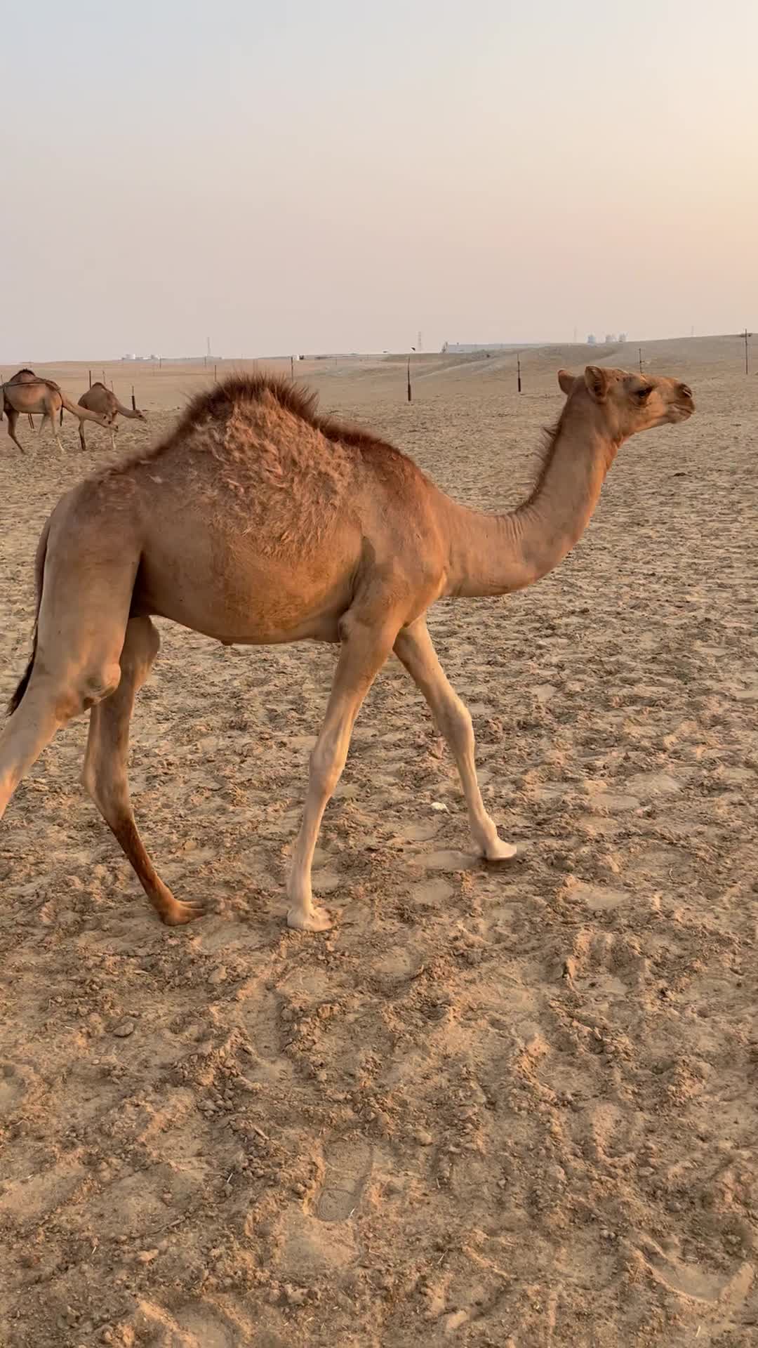 قعود سمين  - 1