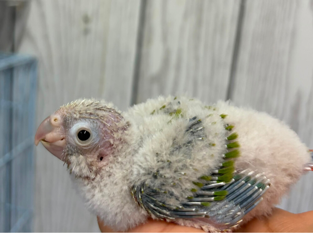 Chick Pineapple Conure  - 1