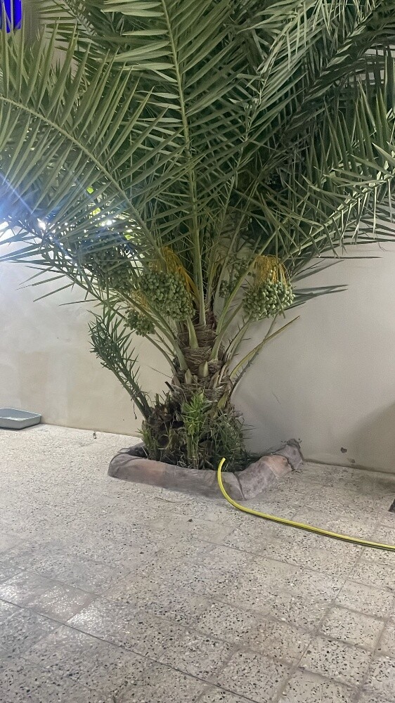 مثل وزراعة النخيل وقطع الأشجار - 6