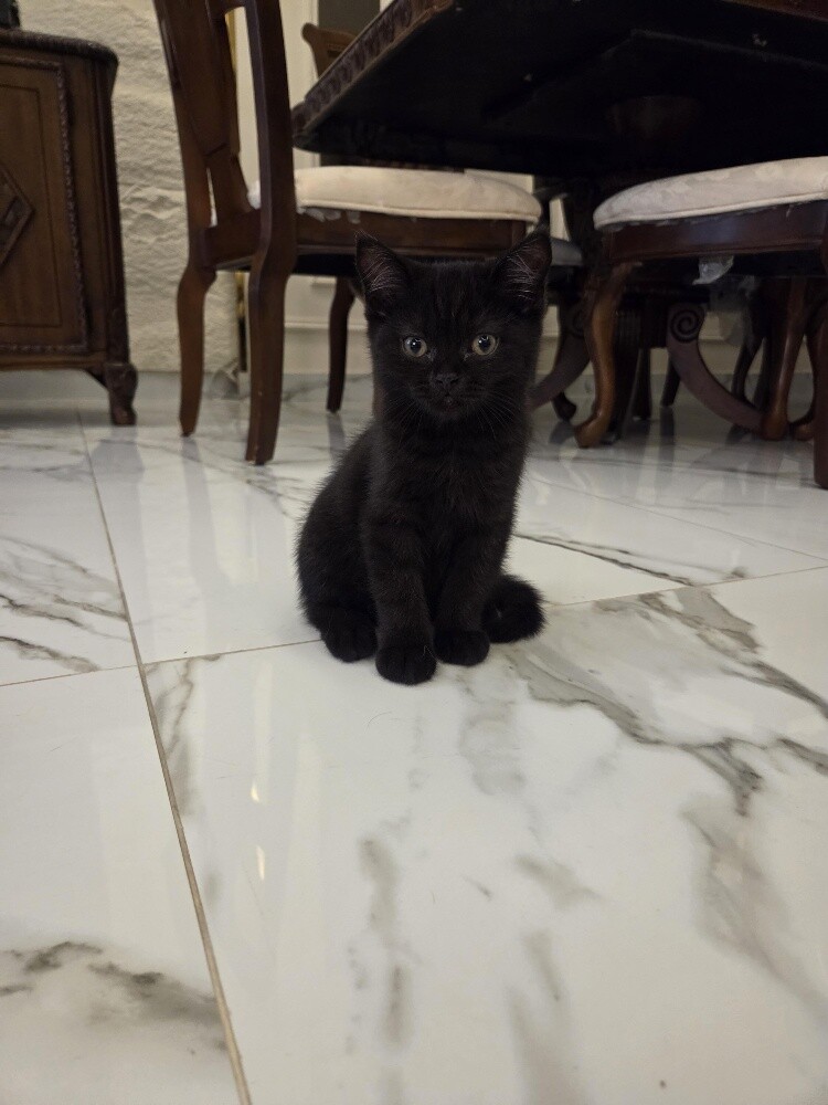سكوتش ستريت بيور - 2