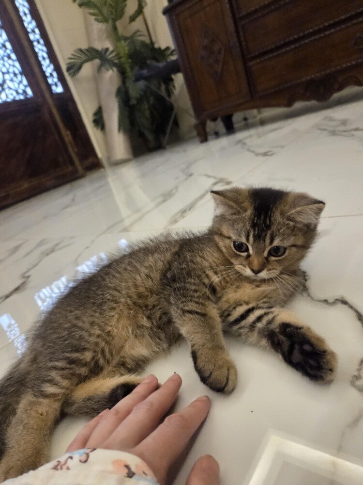 سكوتش ستريت بيور - 1
