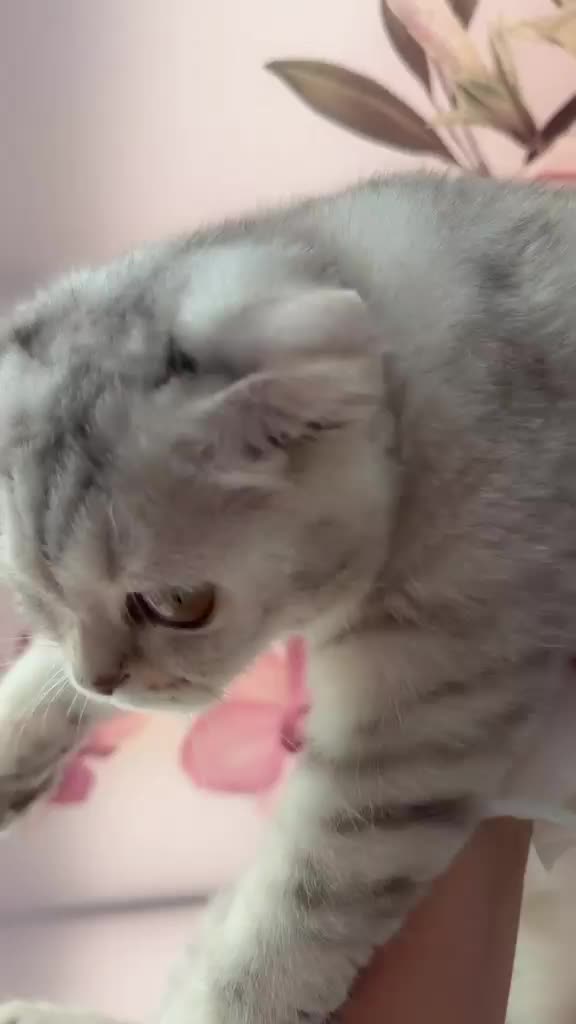 Lucy Scottish fold  - 1