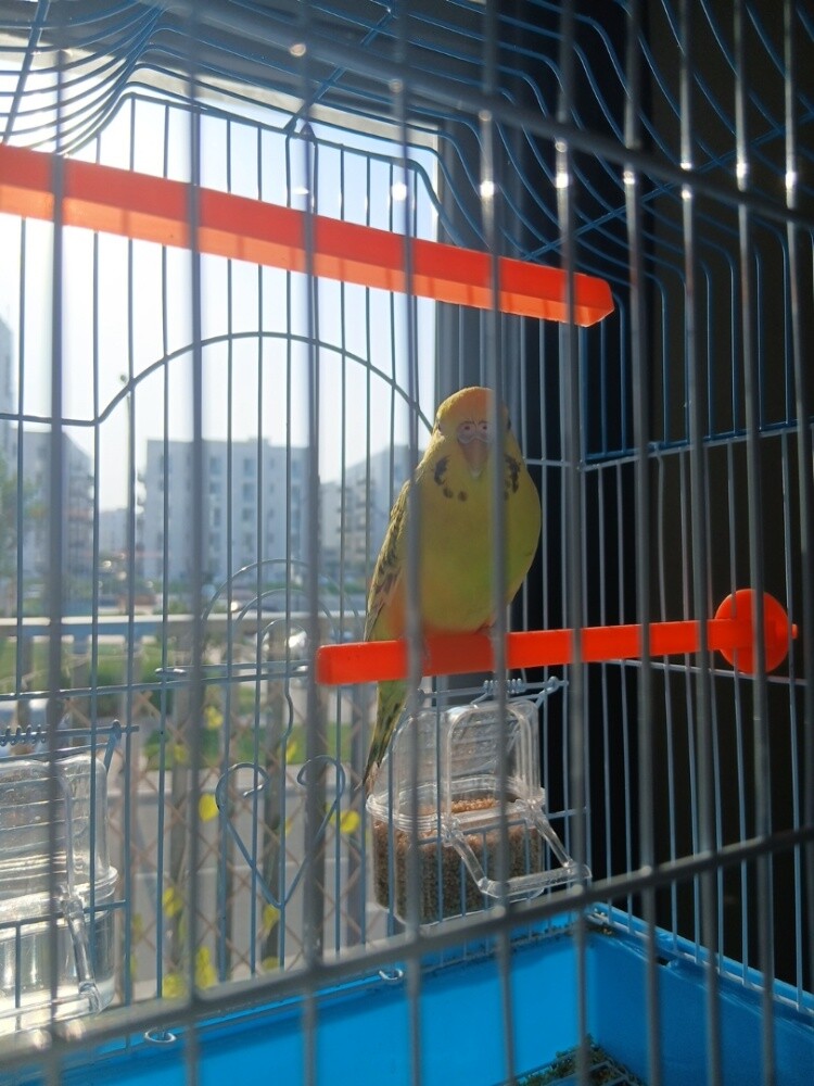 عصفور بادجي - 2