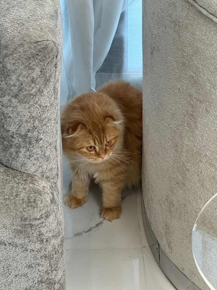 Scottish fold - 3