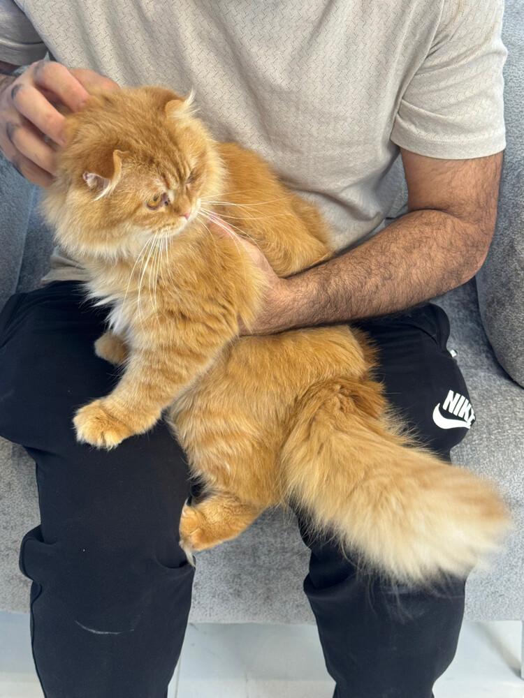 Scottish fold - 1
