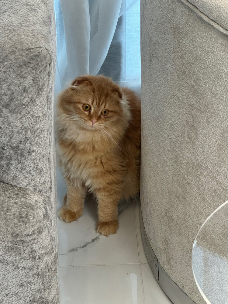 Scottish fold - 2