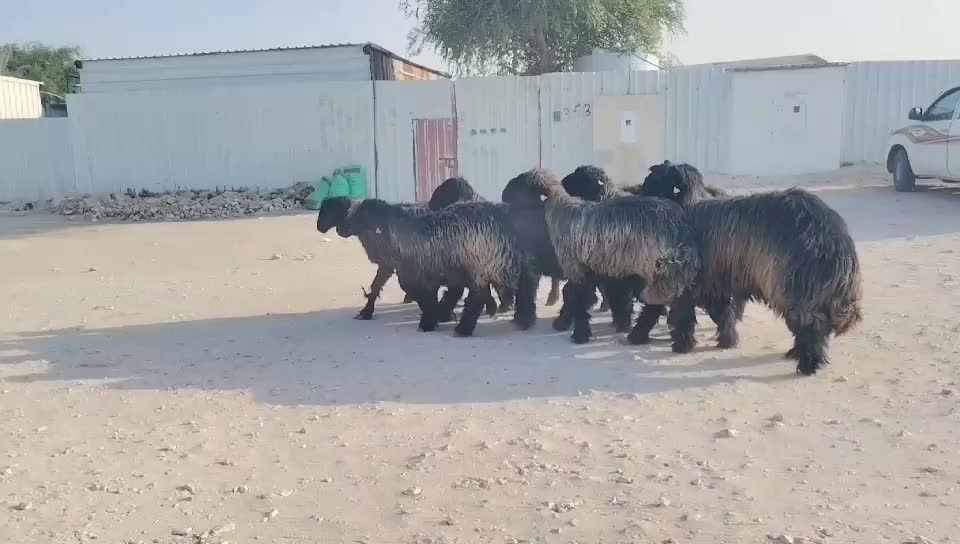 شويهات عرب صنف - 1