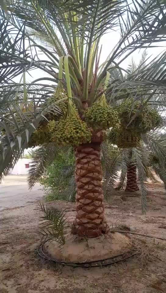 مزارع - 1