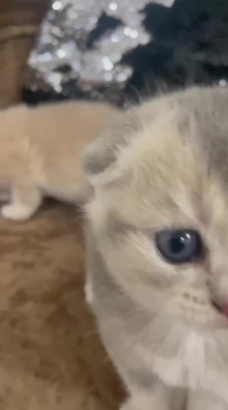 pure Scottish fold  - 9