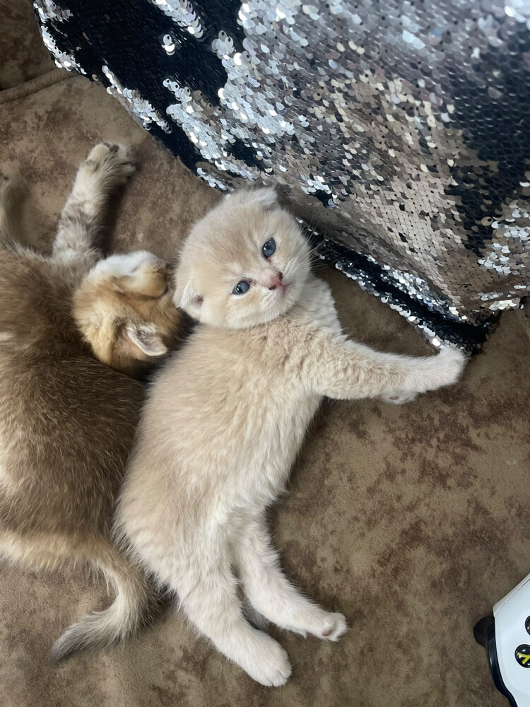 pure Scottish fold  - 4