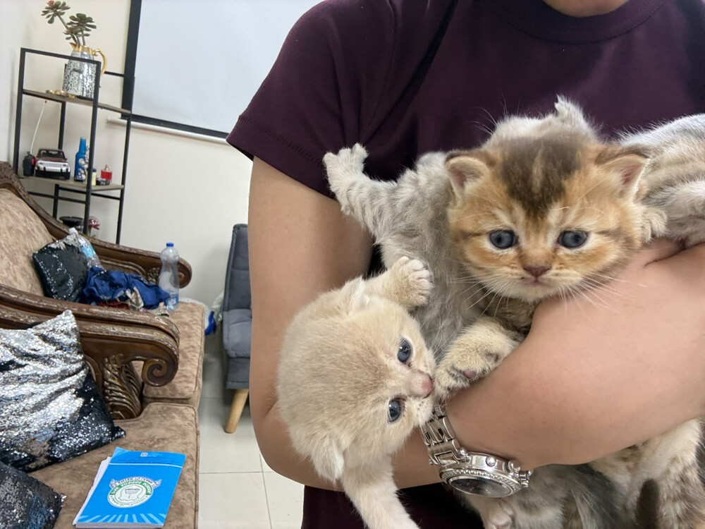 pure Scottish fold  - 8