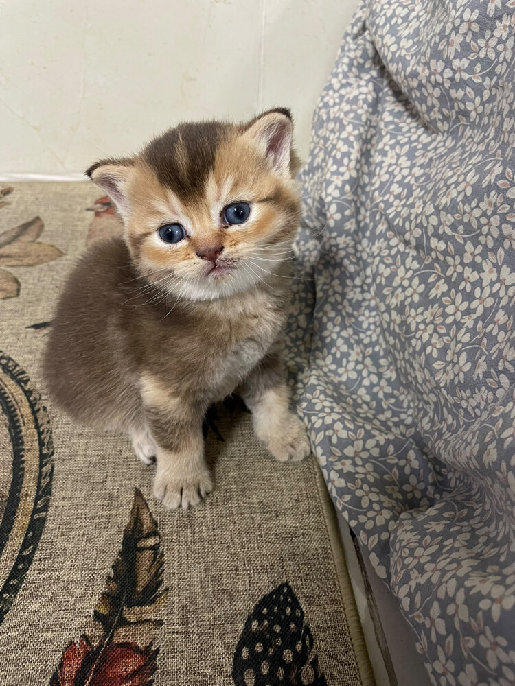 pure Scottish fold  - 6