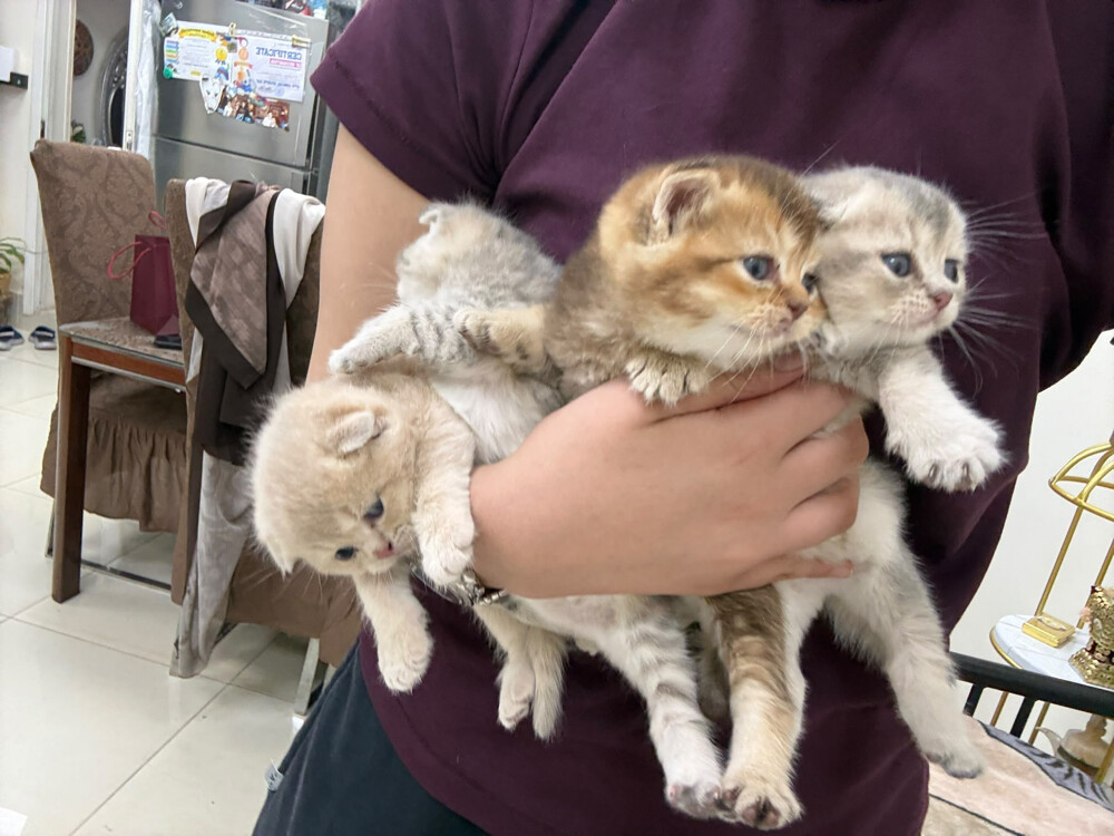 pure Scottish fold  - 7