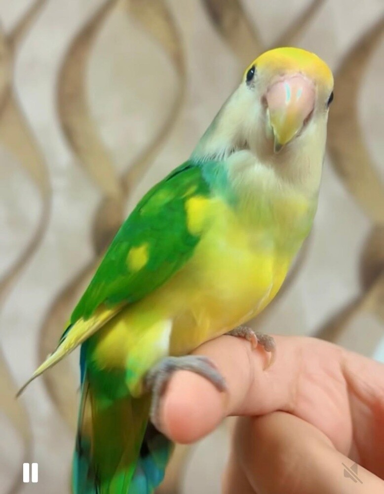 very friendly and nice color - 2